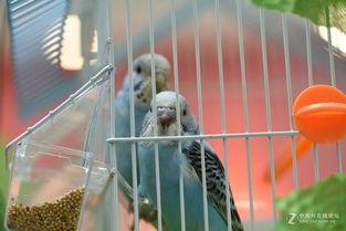 笼中欲鸟  第3张