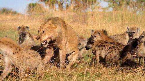 食肉动物  第2张