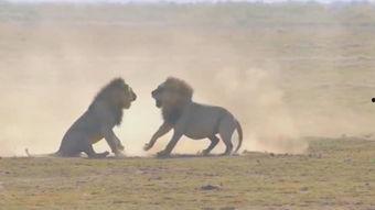 雄狮2,荣耀重生，王者归来