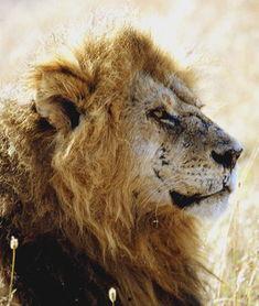 雄狮2,荣耀重生，王者归来  第2张