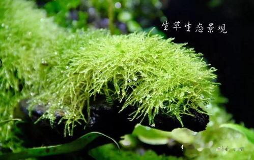 青苔花开,探寻自然之美与生命奇迹  第2张