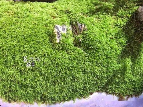 青苔花开,探寻自然之美与生命奇迹  第3张