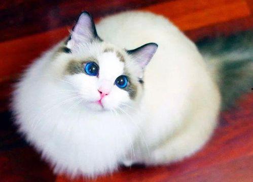 超红同人作家猫屋敷想被认同而闹别扭  第2张